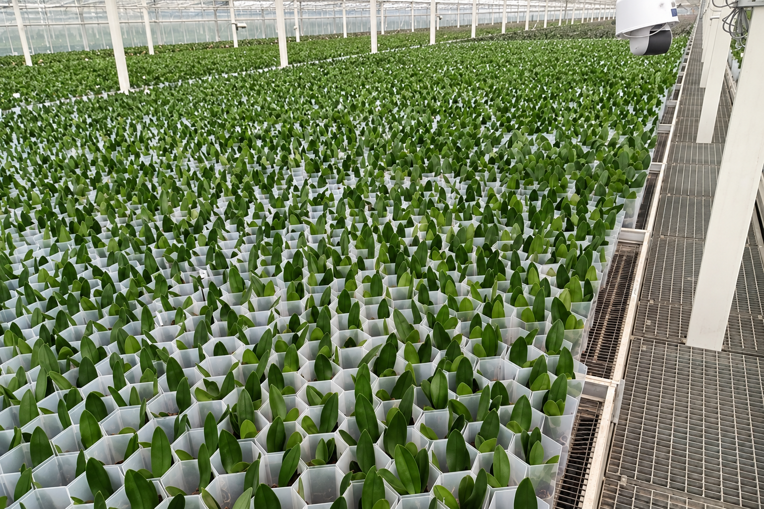 Cải thiện sinh trưởng và chất lượng hoa lan dựa trên phản hồi của cây